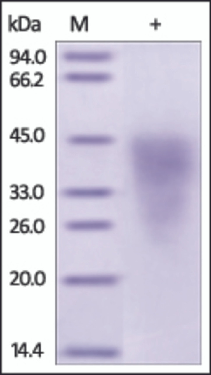 The purity of rh CD300C /CLM-6 /IGSF16 was determined by DTT-reduced (+) SDS-PAGE and staining overnight with Coomassie Blue.