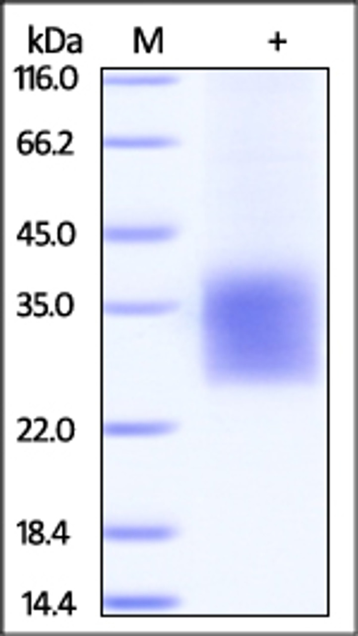 Cynomolgus CD3 delta, His Tag on SDS-PAGE under reducing (R) condition. The gel was stained overnight with Coomassie Blue. The purity of the protein is greater than 90%.