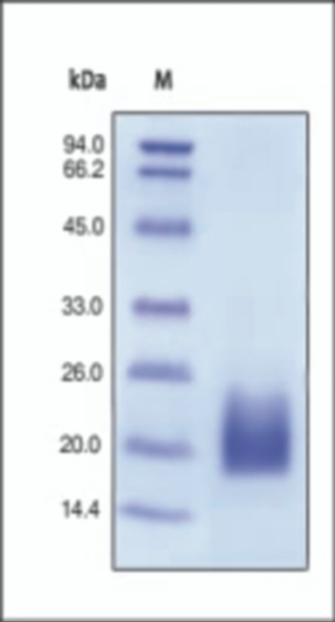 The purity of rh CD3D was determined by DTT-reduced (+) SDS-PAGE and staining overnight with Coomassie Blue.