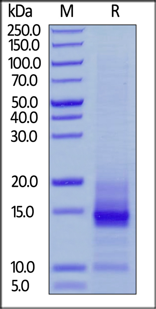 Cynomolgus CD3 epsilon, His Tag on SDS-PAGE under reducing (R) condition. The gel was stained overnight with Coomassie Blue. The purity of the protein is greater than 90%.