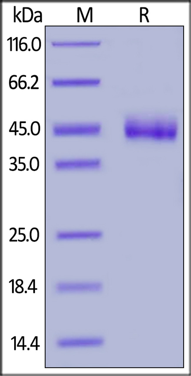 Cynomolgus CD3 epsilon, Fc, His Tag on SDS-PAGE under reducing (R) condition. The gel was stained overnight with Coomassie Blue. The purity of the protein is greater than 95%.