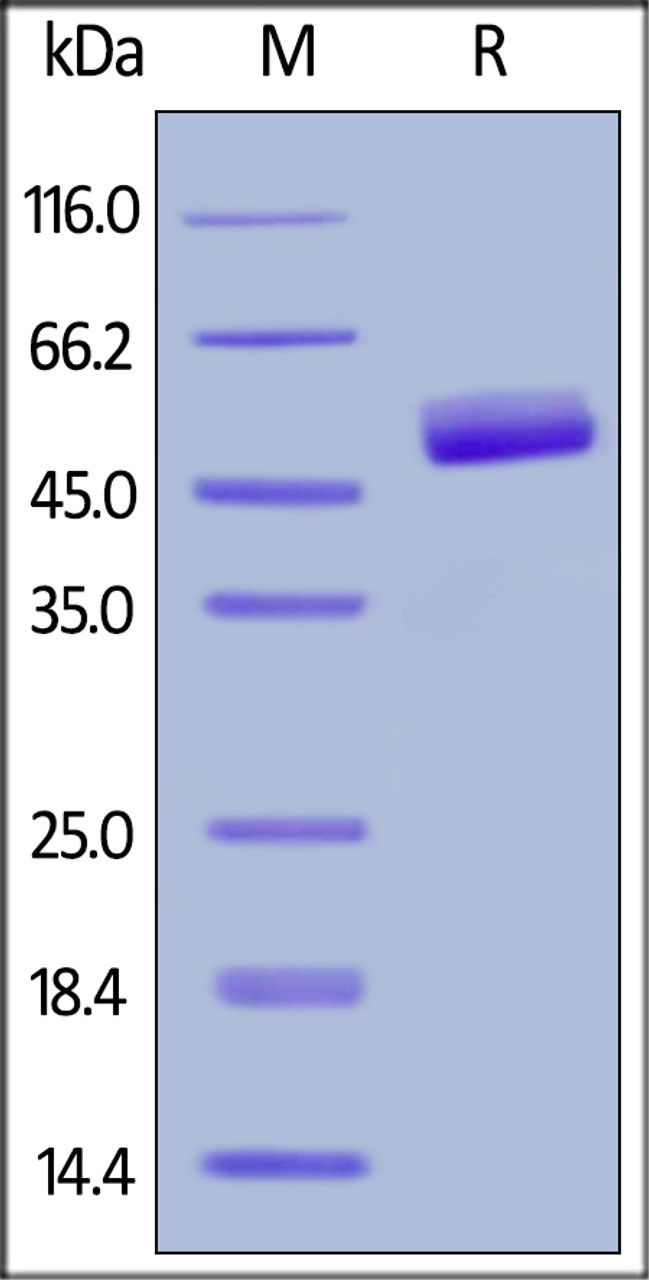 Human CD3 epsilon, Fc, His Tag on SDS-PAGE under reducing (R) condition. The gel was stained overnight with Coomassie Blue. The purity of the protein is greater than 95%.