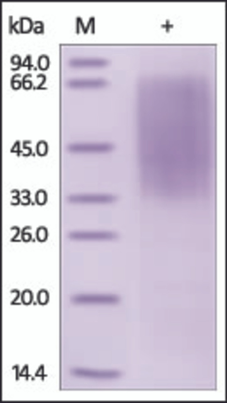 The purity of rh CD300LG / CLM-9 / Nepmucin was determined by DTT-reduced (+) SDS-PAGE and staining overnight with Coomassie Blue.