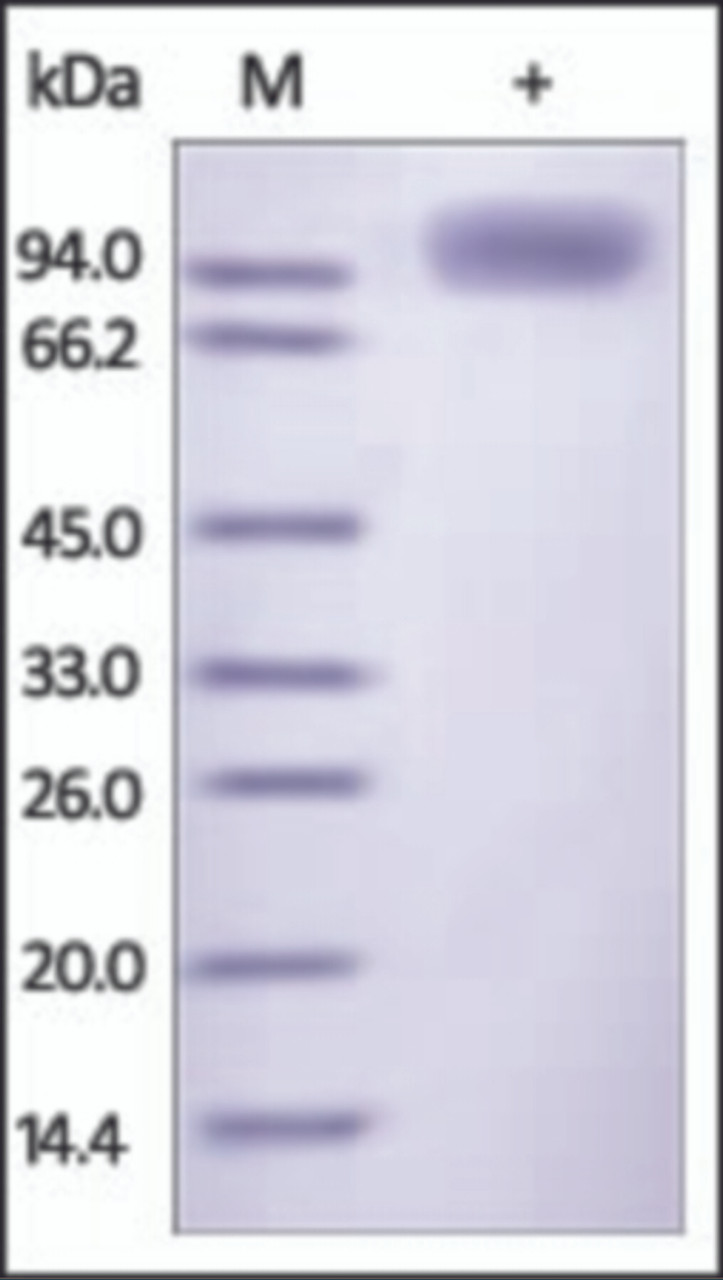 The purity of rh CD85J /LILRB1 Fc Chimera was determined by DTT-reduced (+) SDS-PAGE and staining overnight with Coomassie Blue.