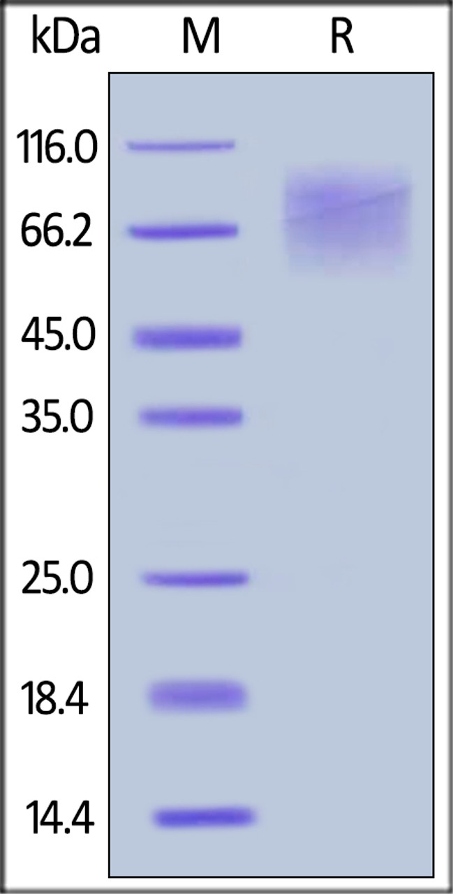 Human CEACAM-1, His Tag on SDS-PAGE under reducing (R) condition. The gel was stained overnight with Coomassie Blue. The purity of the protein is greater than 92%.