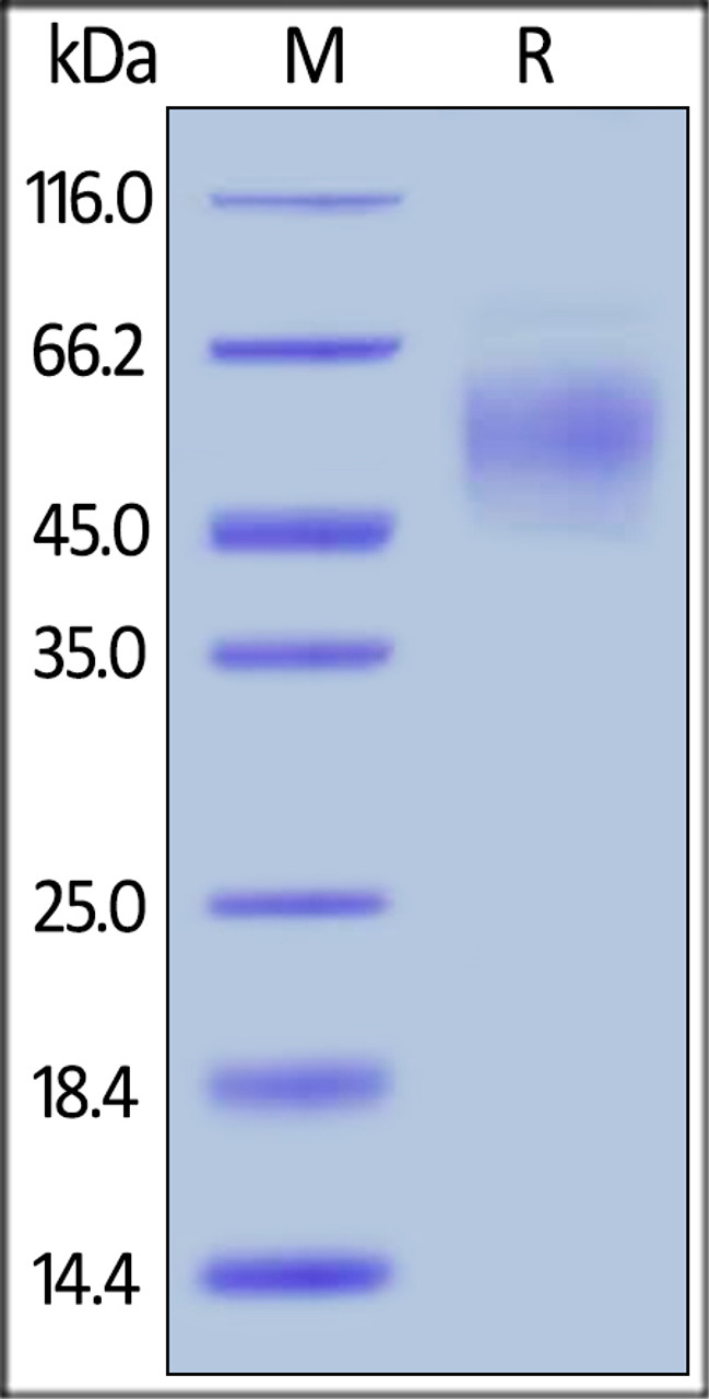 Human CEACAM-6, His Tag on SDS-PAGE under reducing (R) condition. The gel was stained overnight with Coomassie Blue. The purity of the protein is greater than 95%.