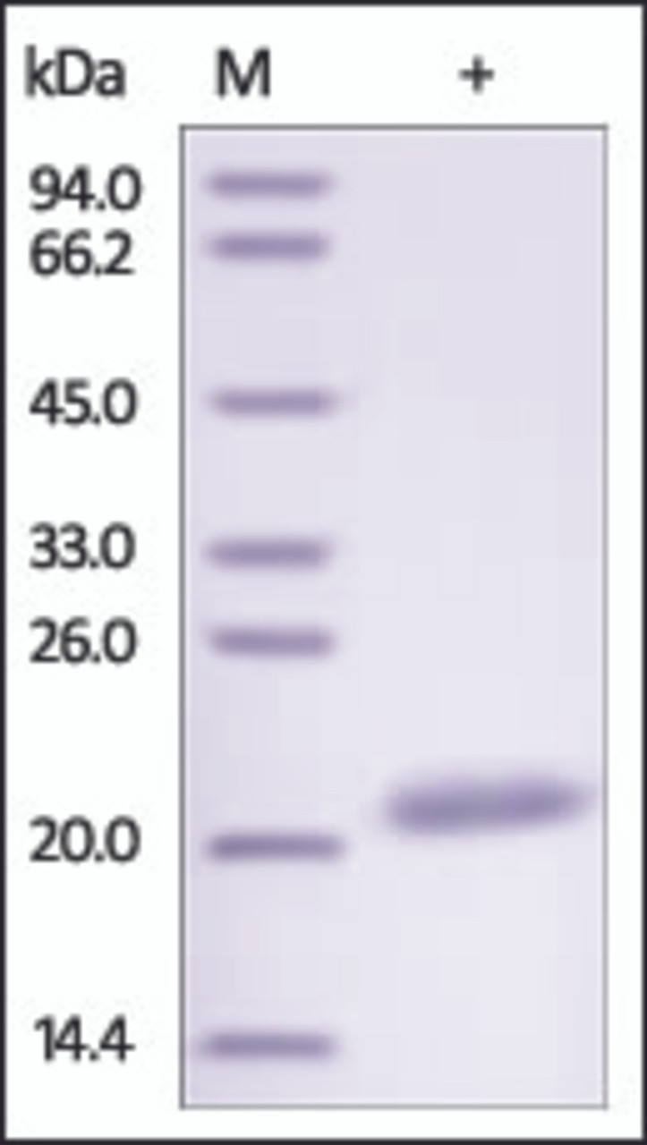 The purity of rh CLEC3B was determined by DTT-reduced (+) SDS-PAGE and staining overnight with Coomassie Blue.