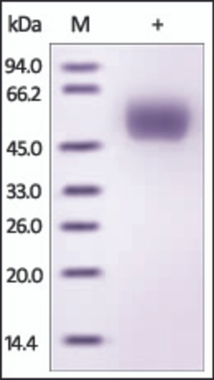 The purity of rh CLUS / Clusterin was determined by DTT-reduced (+) SDS-PAGE and staining overnight with Coomassie Blue.