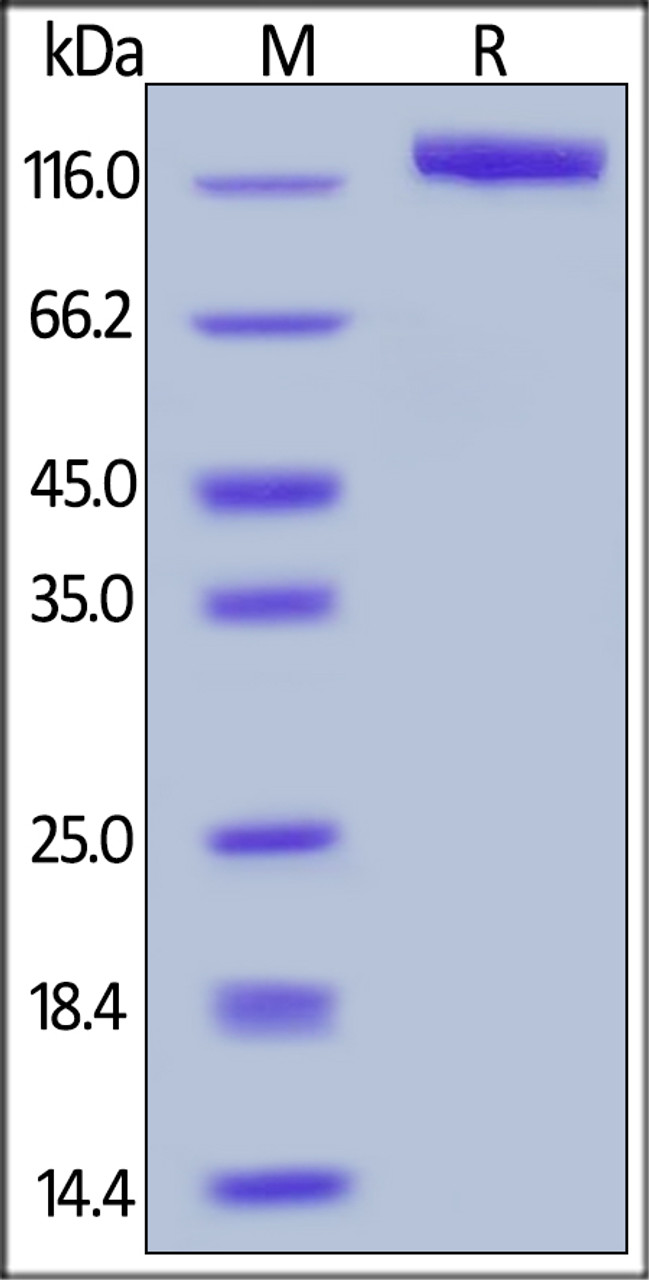 Human Contactin-2, His Tag on SDS-PAGE under reducing (R) condition. The gel was stained overnight with Coomassie Blue. The purity of the protein is greater than 95%.