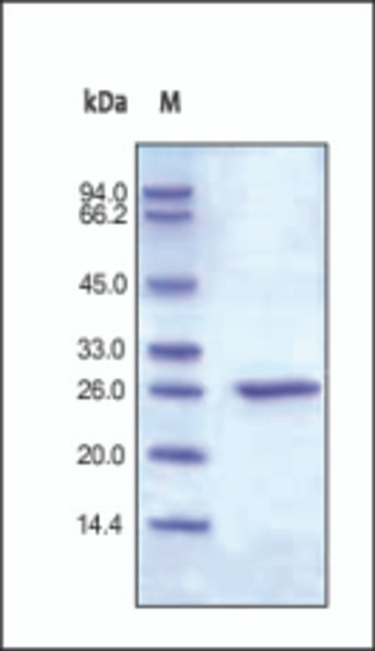 The purity of rh CRP was determined by DTT-reduced (+) SDS-PAGE and staining overnight with Coomassie Blue.