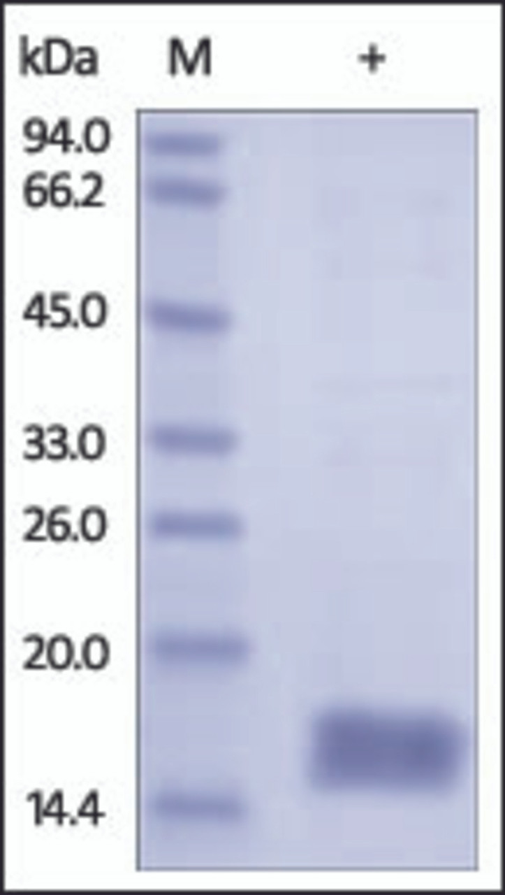 The purity of rh CST2 / Cystatin-SA was determined by DTT-reduced (+) SDS-PAGE and staining overnight with Coomassie Blue.