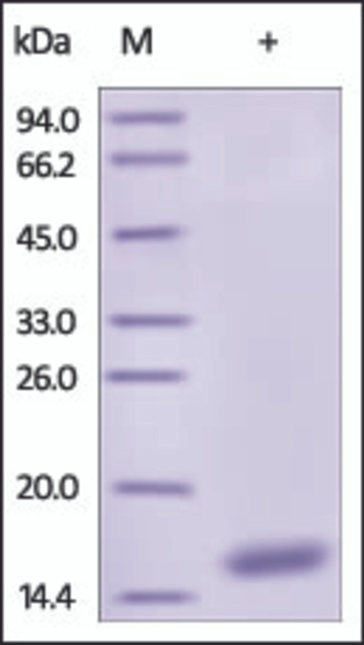 The purity of rh CST4 / Cystatin-S was determined by DTT-reduced (+) SDS-PAGE and staining overnight with Coomassie Blue.