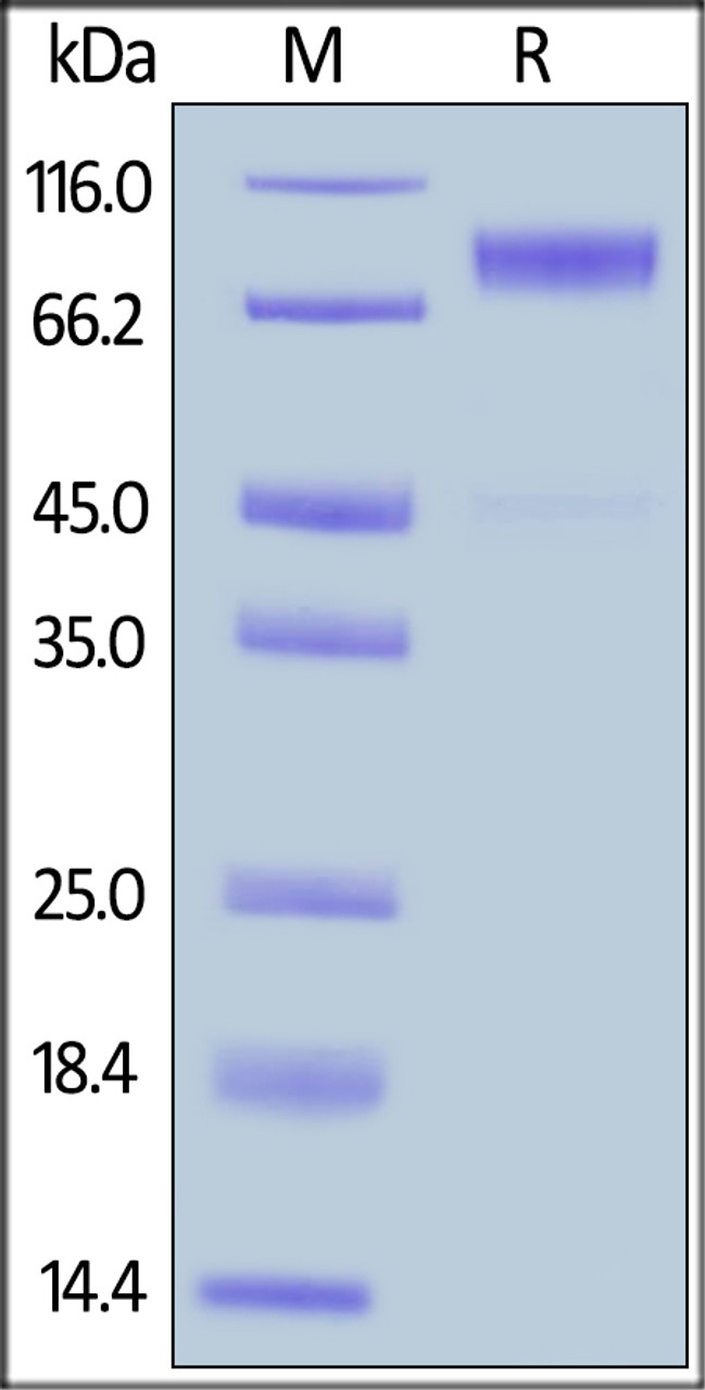 Human M-CSF R, His Tag on SDS-PAGE under reducing (R) condition. The gel was stained overnight with Coomassie Blue. The purity of the protein is greater than 96%.