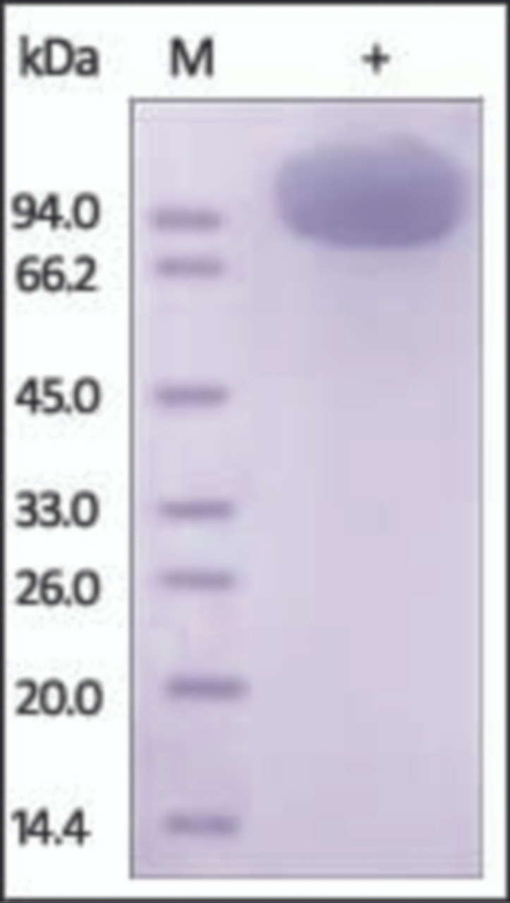 The purity of rh CSF1R Fc Chimera was determined by DTT-reduced (+) SDS-PAGE and staining overnight with Coomassie Blue.