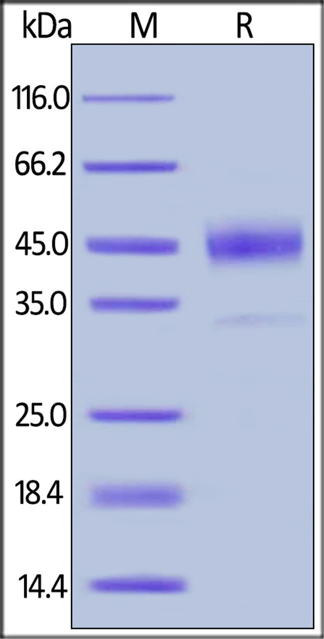 Human Cathepsin B, His Tag on SDS-PAGE under reducing (R) condition. The gel was stained overnight with Coomassie Blue. The purity of the protein is greater than 95%.