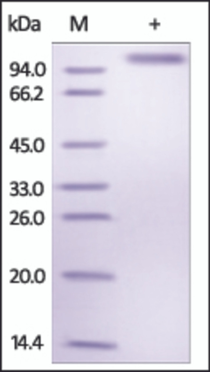 The purity of rh DLL4 Fc Chimera was determined by DTT-reduced (+) SDS-PAGE and staining overnight with Coomassie Blue.
