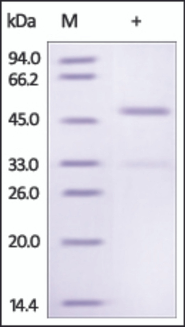 The purity of rh Ephrin A4 /EFNA4 Fc Chimera was determined by DTT-reduced (+) SDS-PAGE and staining overnight with Coomassie Blue.