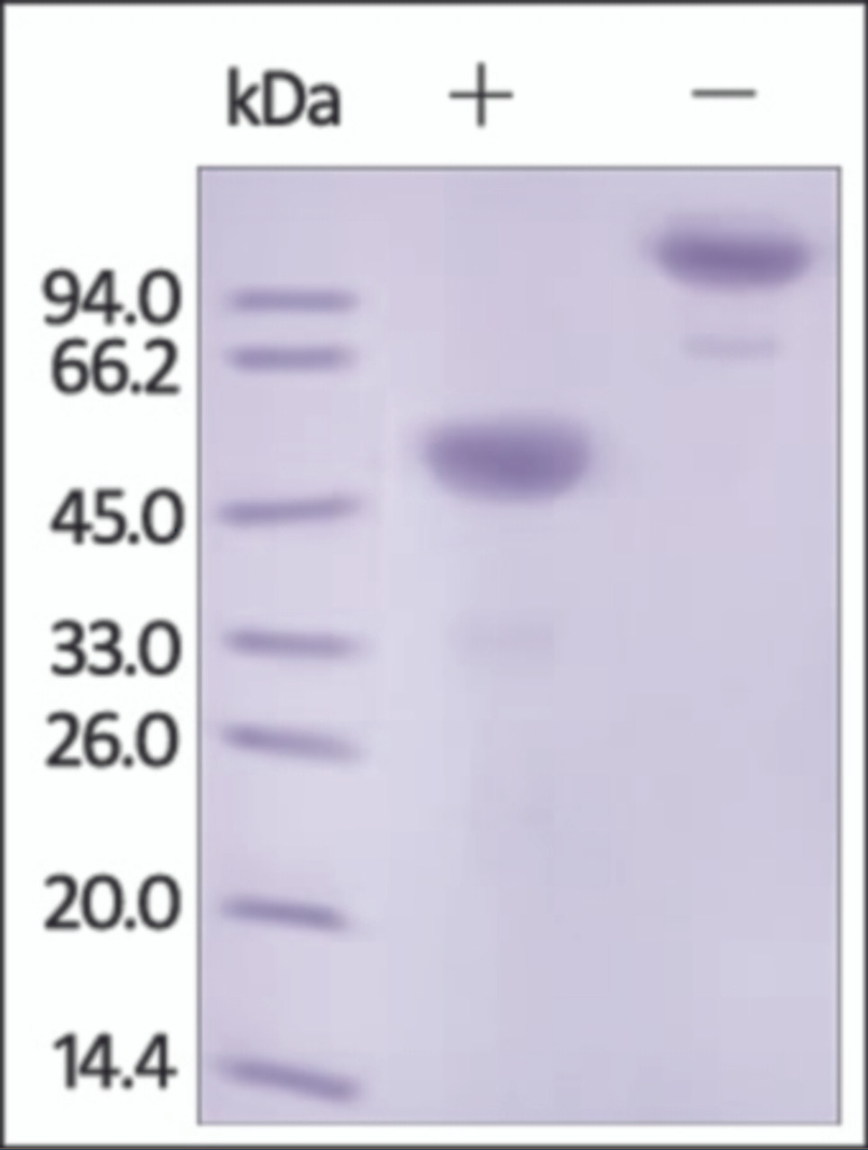 The purity of rh Ephrin-A1 /EFNA1 Fc Chimera was determined by DTT-reduced (+) and non-reduced (-) SDS-PAGE and staining overnight with Coomassie Blue.