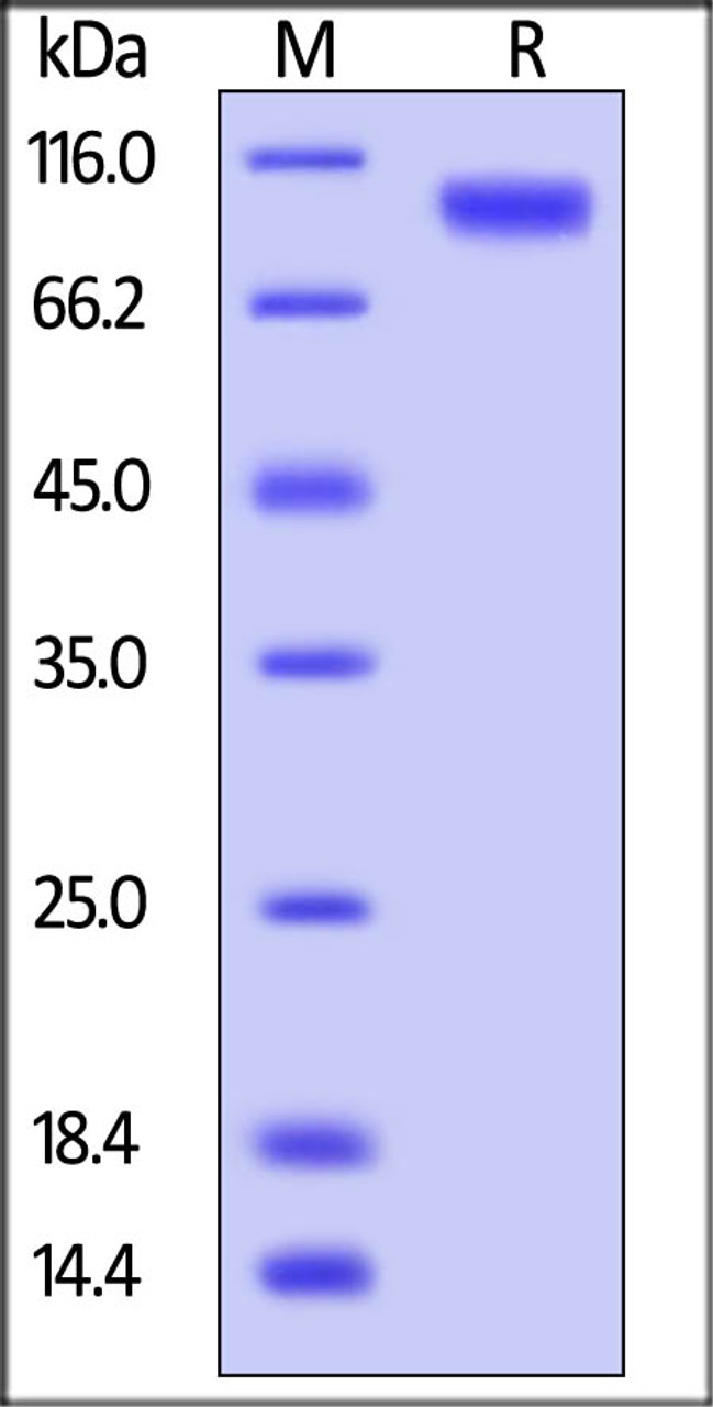 Human ErbB4, His Tag on SDS-PAGE under reducing (R) condition. The gel was stained overnight with Coomassie Blue. The purity of the protein is greater than 95%.