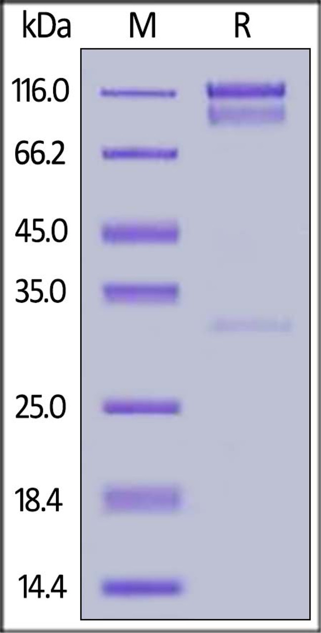 Human ErbB4, Fc Tag on SDS-PAGE under reducing (R) condition. The gel was stained overnight with Coomassie Blue. The purity of the protein is greater than 90%.