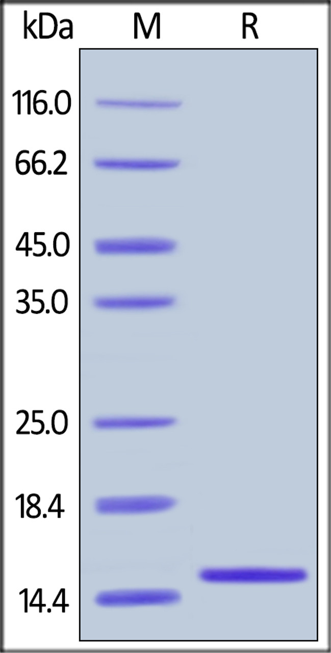 Human FABP2, His Tag on SDS-PAGE under reducing (R) condition. The gel was stained overnight with Coomassie Blue. The purity of the protein is greater than 98%.