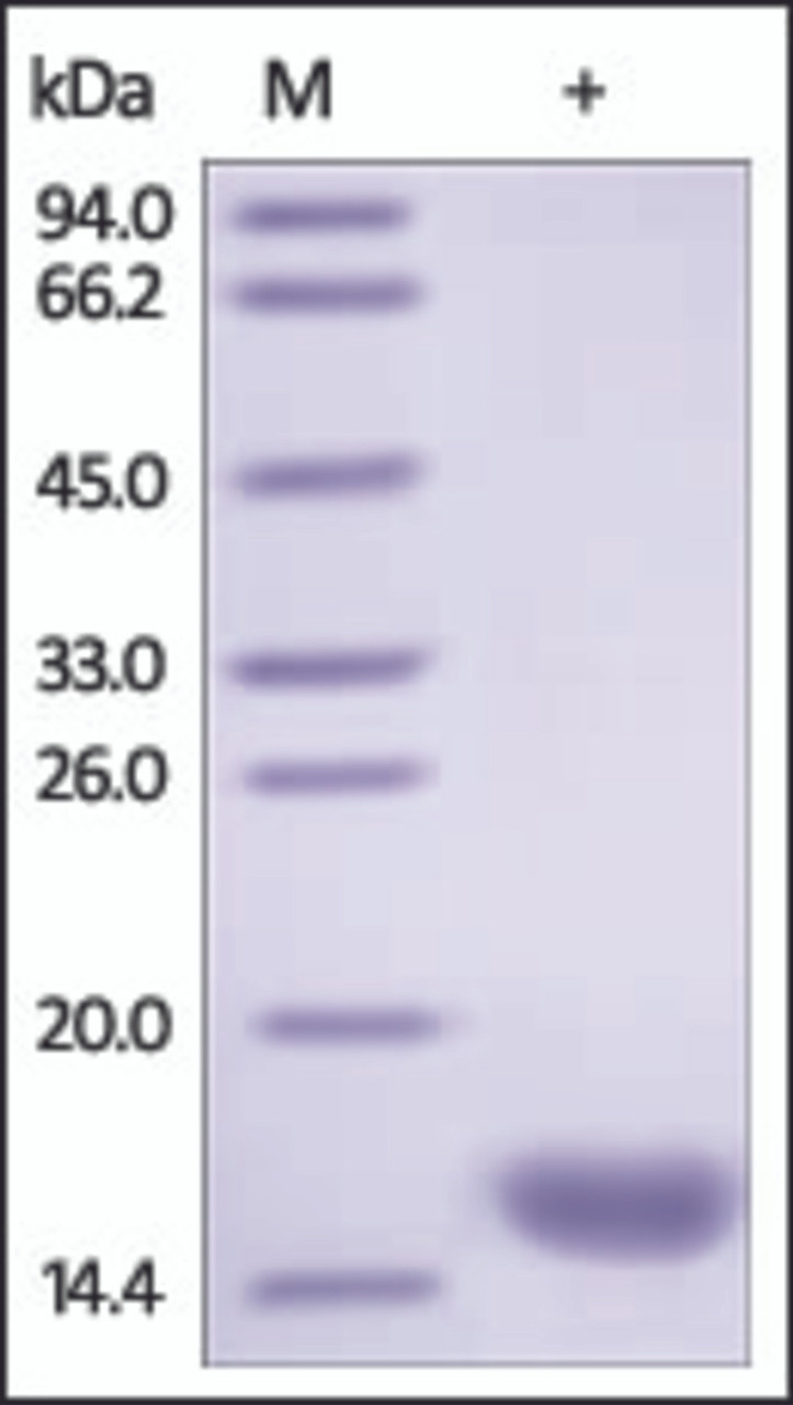 The purity of rh FABP3 / H-FABP was determined by DTT-reduced (+) SDS-PAGE and staining overnight with Coomassie Blue.