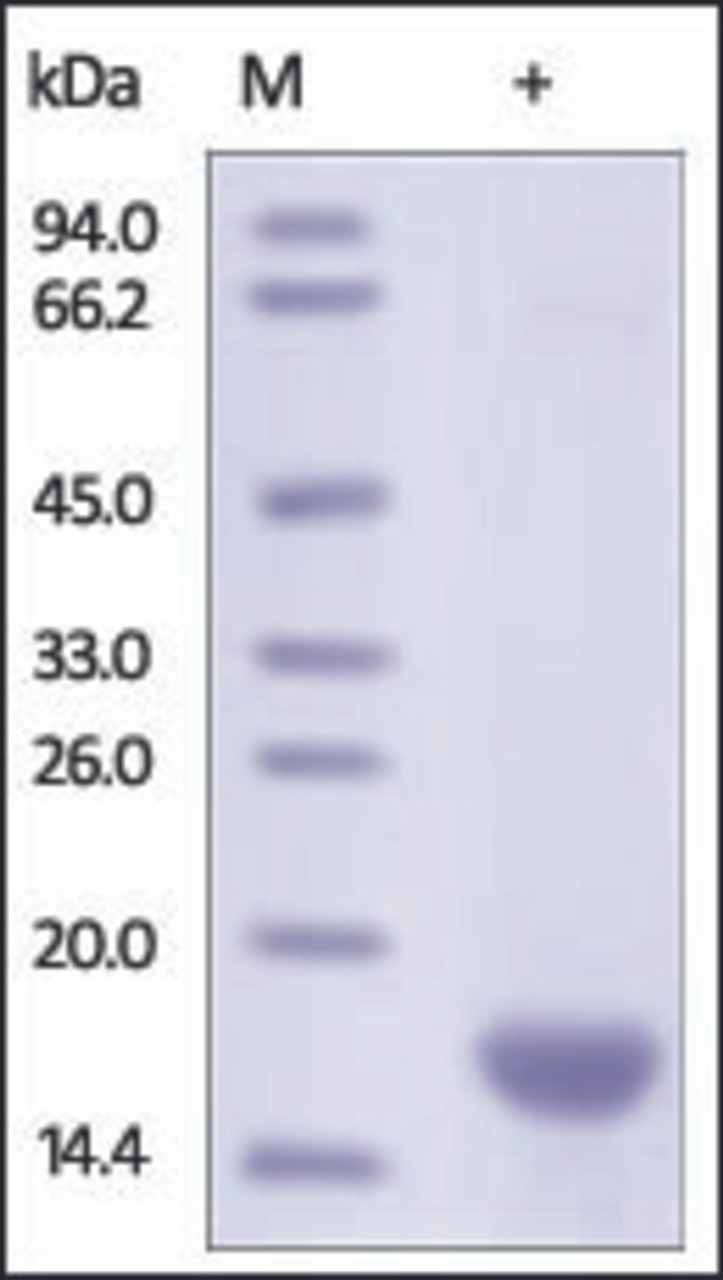 The purity of rh FABP5 was determined by DTT-reduced (+) SDS-PAGE and staining overnight with Coomassie Blue.