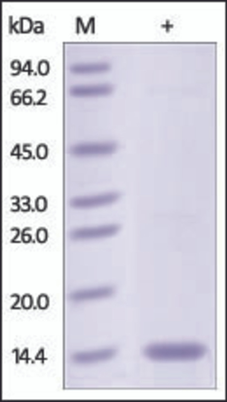 The purity of rh FABP6 was determined by DTT-reduced (+) SDS-PAGE and staining overnight with Coomassie Blue.