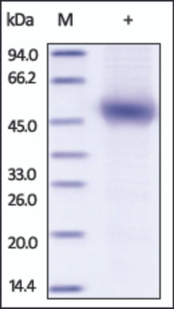 The purity of rh FAM171B /KIAA1946 was determined by DTT-reduced (+) SDS-PAGE and staining overnight with Coomassie Blue.