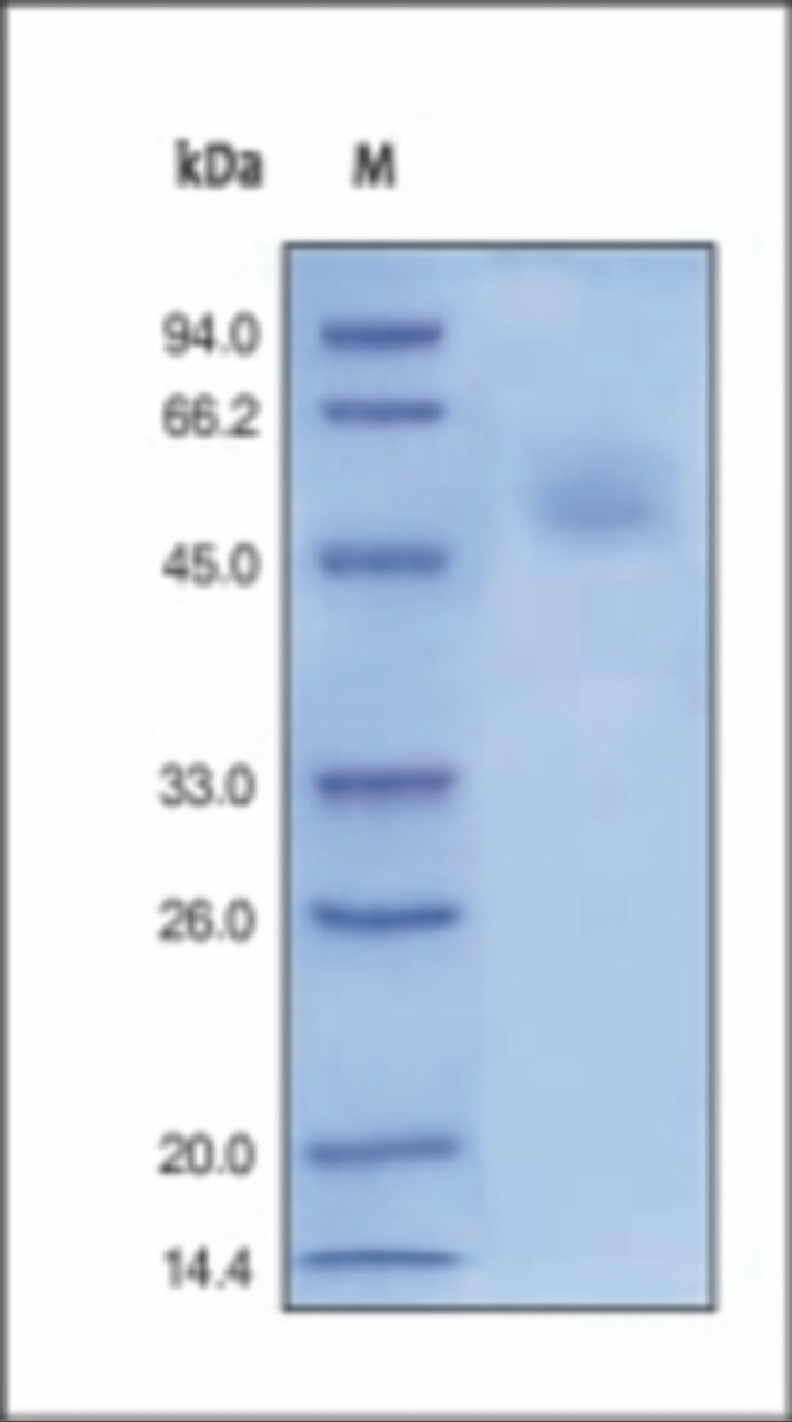 The purity of rh Fas Fc Chimera was determined by DTT-reduced (+) SDS-PAGE and staining overnight with Coomassie Blue.