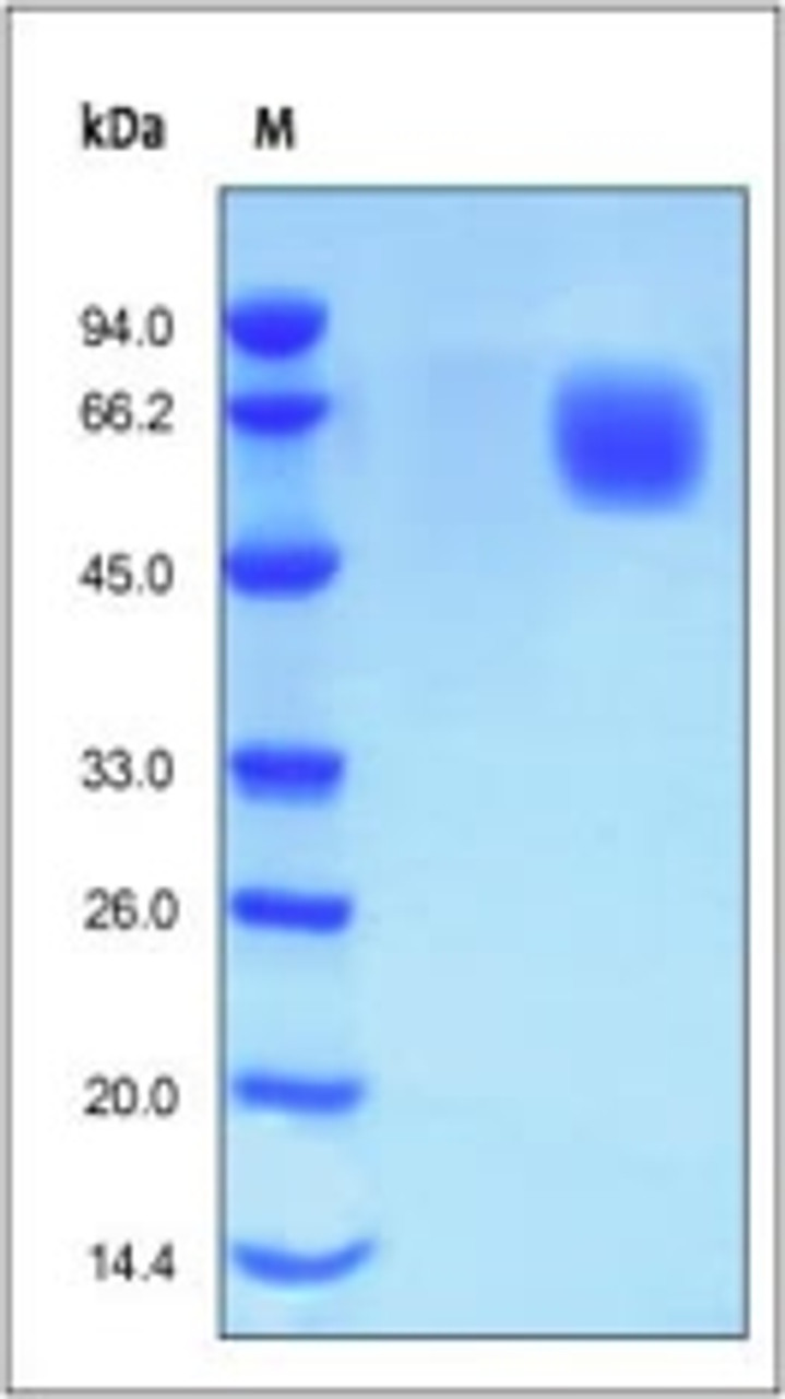 Human FGF R4, His Tag on SDS-PAGE under reducing (R) condition. The gel was stained overnight with Coomassie Blue. The purity of the protein is greater than 98%.