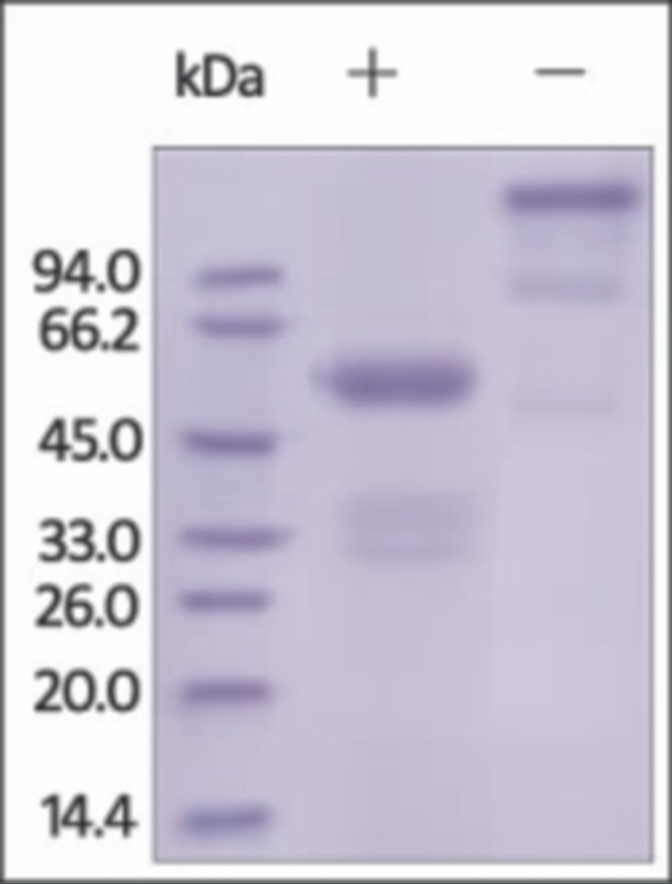 The purity of rh FGF9 Fc Chimera was determined by DTT-reduced (+) and non-reduced (-) SDS-PAGE and staining overnight with Coomassie Blue.