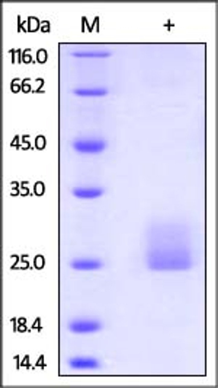 Human Flt-3 Ligand, Tag Free on SDS-PAGE under reducing (R) condition. The gel was stained overnight with Coomassie Blue. The purity of the protein is greater than 95%.