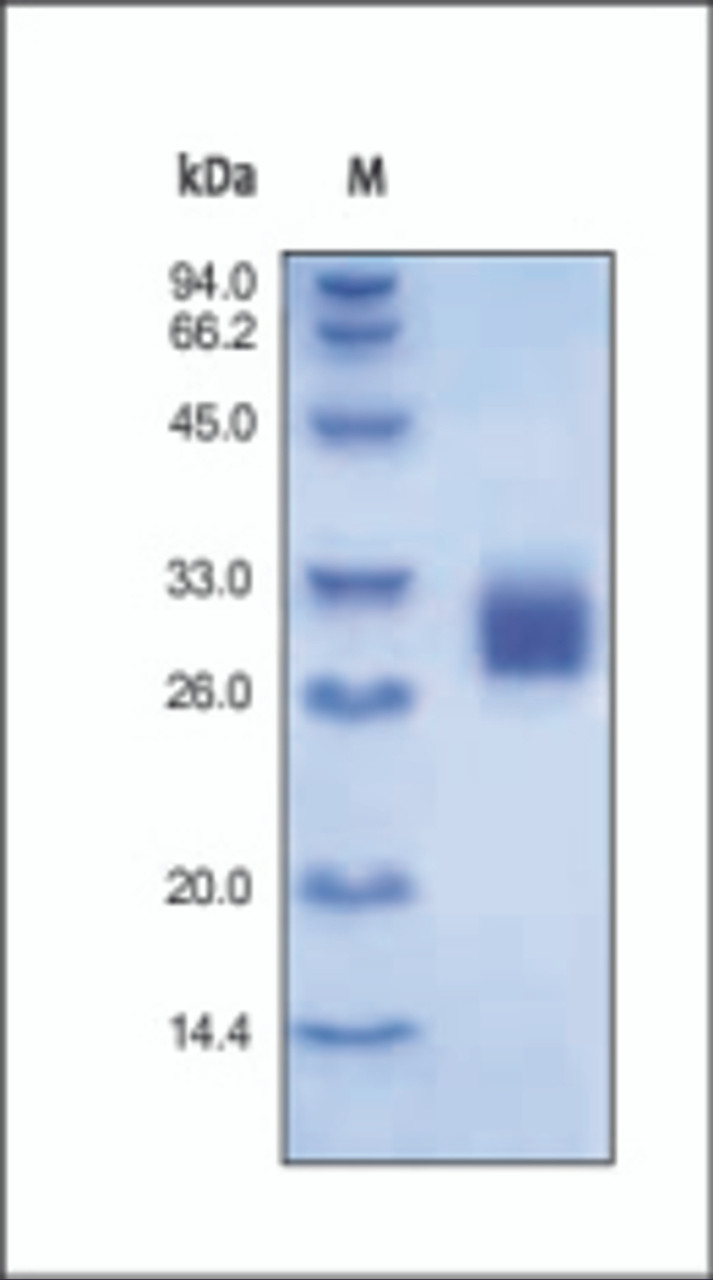The purity of rh FOLR2 was determined by DTT-reduced (+) SDS-PAGE and staining overnight with Coomassie Blue.