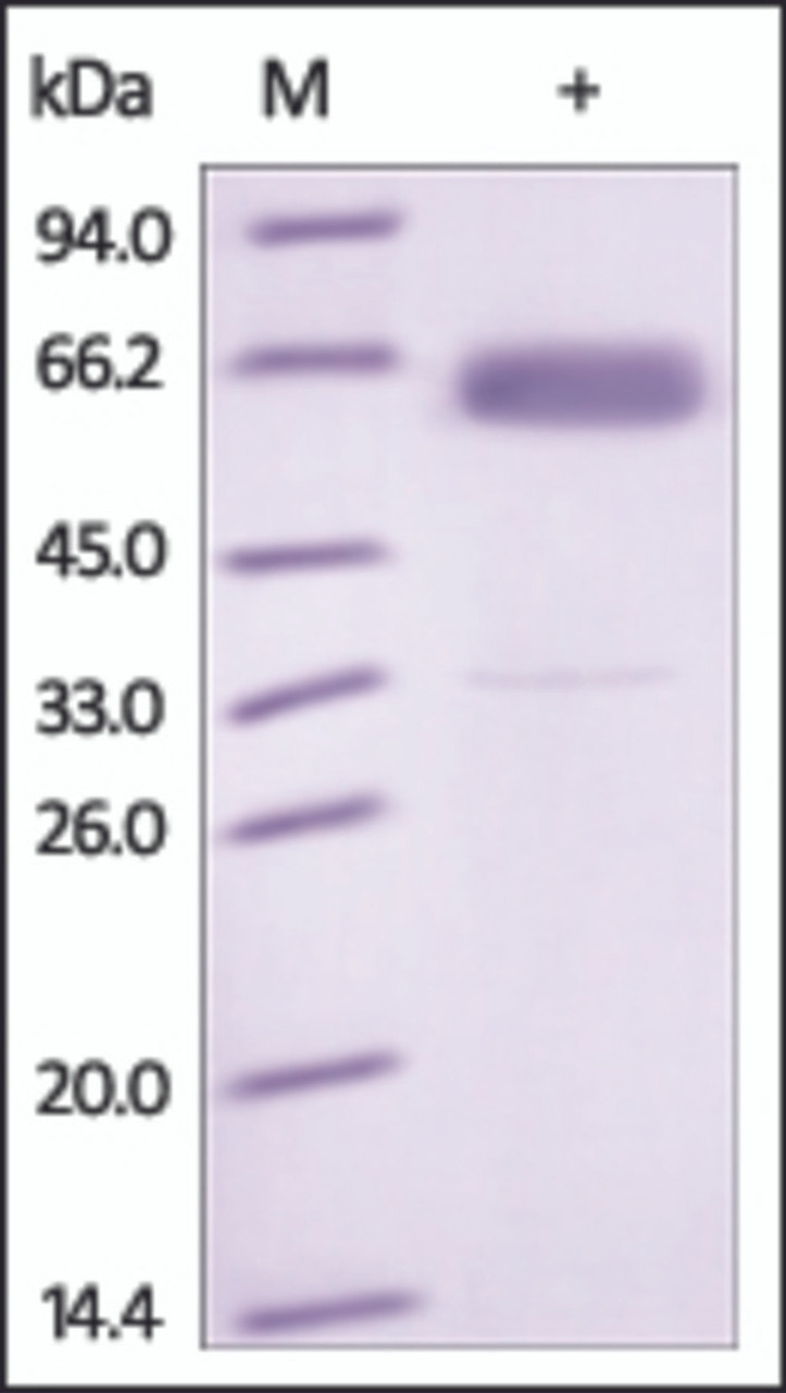 The purity of rh FZD4 / Frizzled-4 Fc Chimera was determined by DTT-reduced (+) SDS-PAGE and staining overnight with Coomassie Blue.