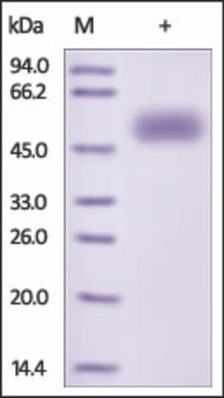 The purity of rh FZD5 / Frizzled-5 Fc Chimera was determined by DTT-reduced (+) SDS-PAGE and staining overnight with Coomassie Blue.