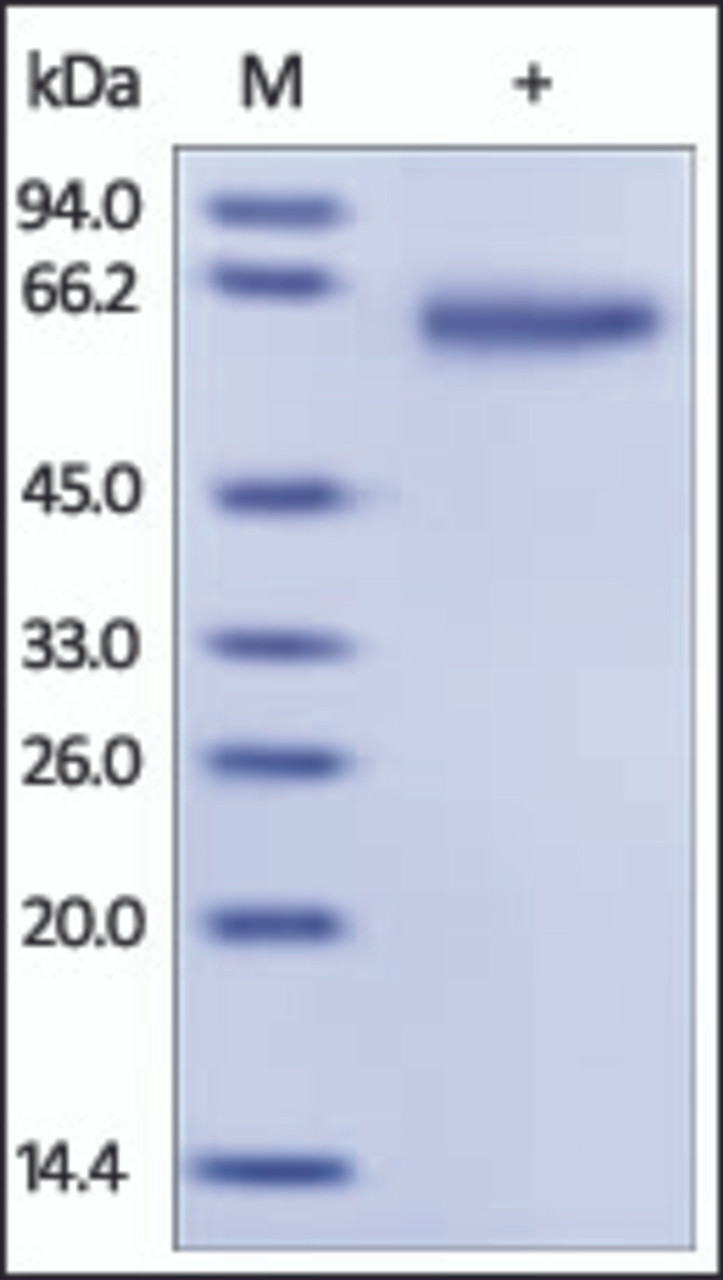 The purity of rh GFRA1 was determined by DTT-reduced (+) SDS-PAGE and staining overnight with Coomassie Blue.