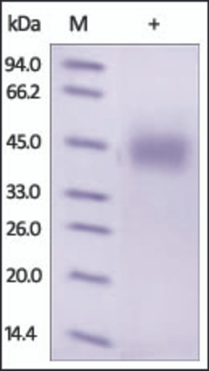 The purity of rh GHR was determined by DTT-reduced (+) SDS-PAGE and staining overnight with Coomassie Blue.