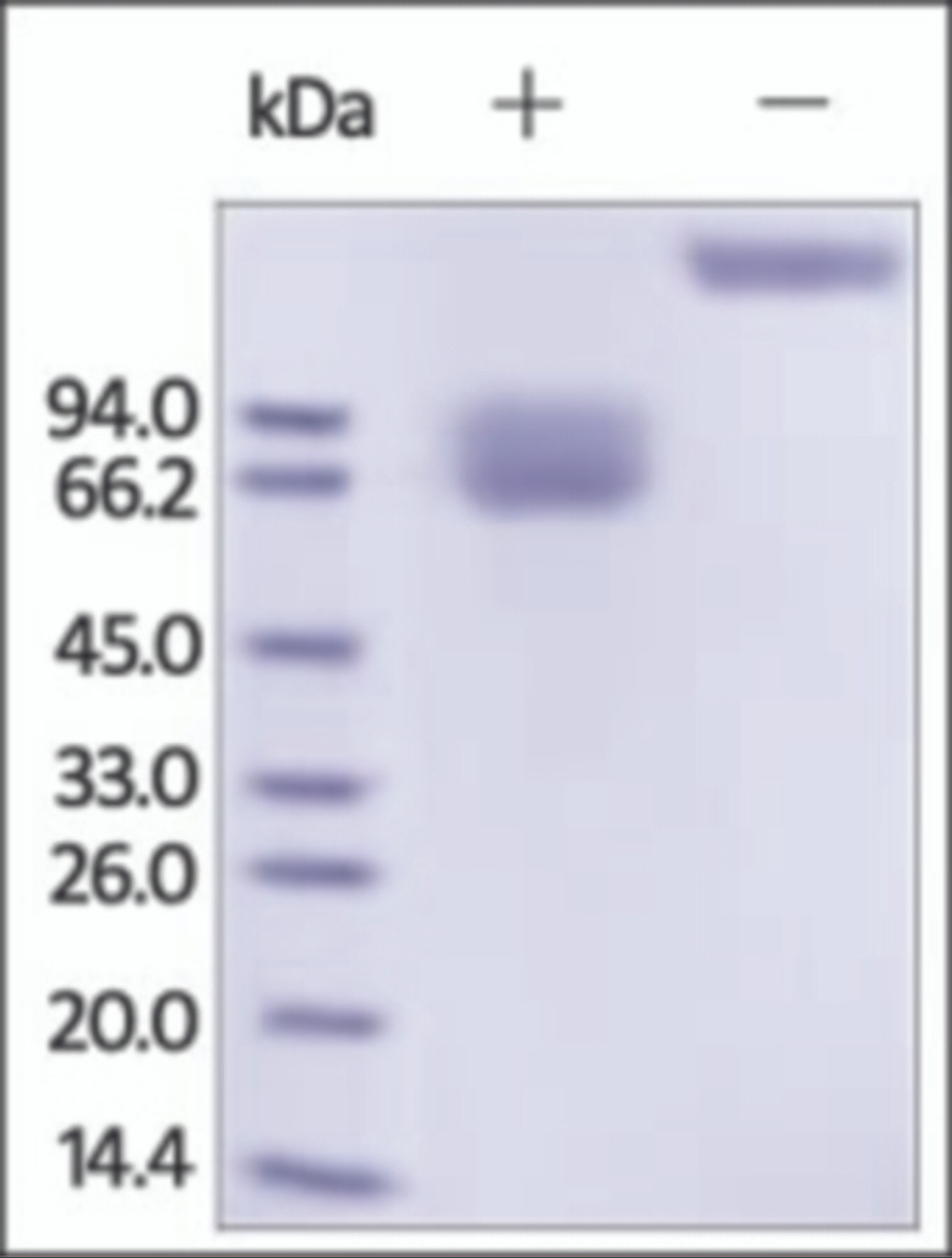 The purity of rh GHR Fc Chimera was determined by DTT-reduced (+) and non-reduced (-) SDS-PAGE and staining overnight with Coomassie Blue.