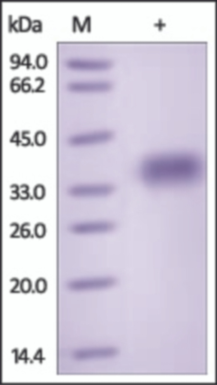 The purity of Mouse GPA33 was determined by DTT-reduced (+) SDS-PAGE and staining overnight with Coomassie Blue.
