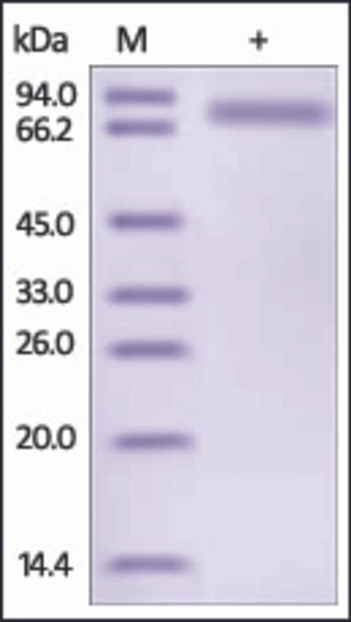 The purity of rh SERPIND1 / HCF2 was determined by DTT-reduced (+) SDS-PAGE and staining overnight with Coomassie Blue.