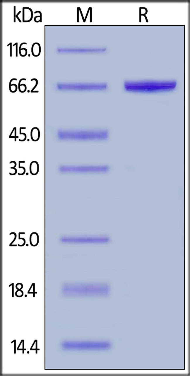 Human HSA, His Tag on SDS-PAGE under reducing (R) condition. The gel was stained overnight with Coomassie Blue. The purity of the protein is greater than 95%.