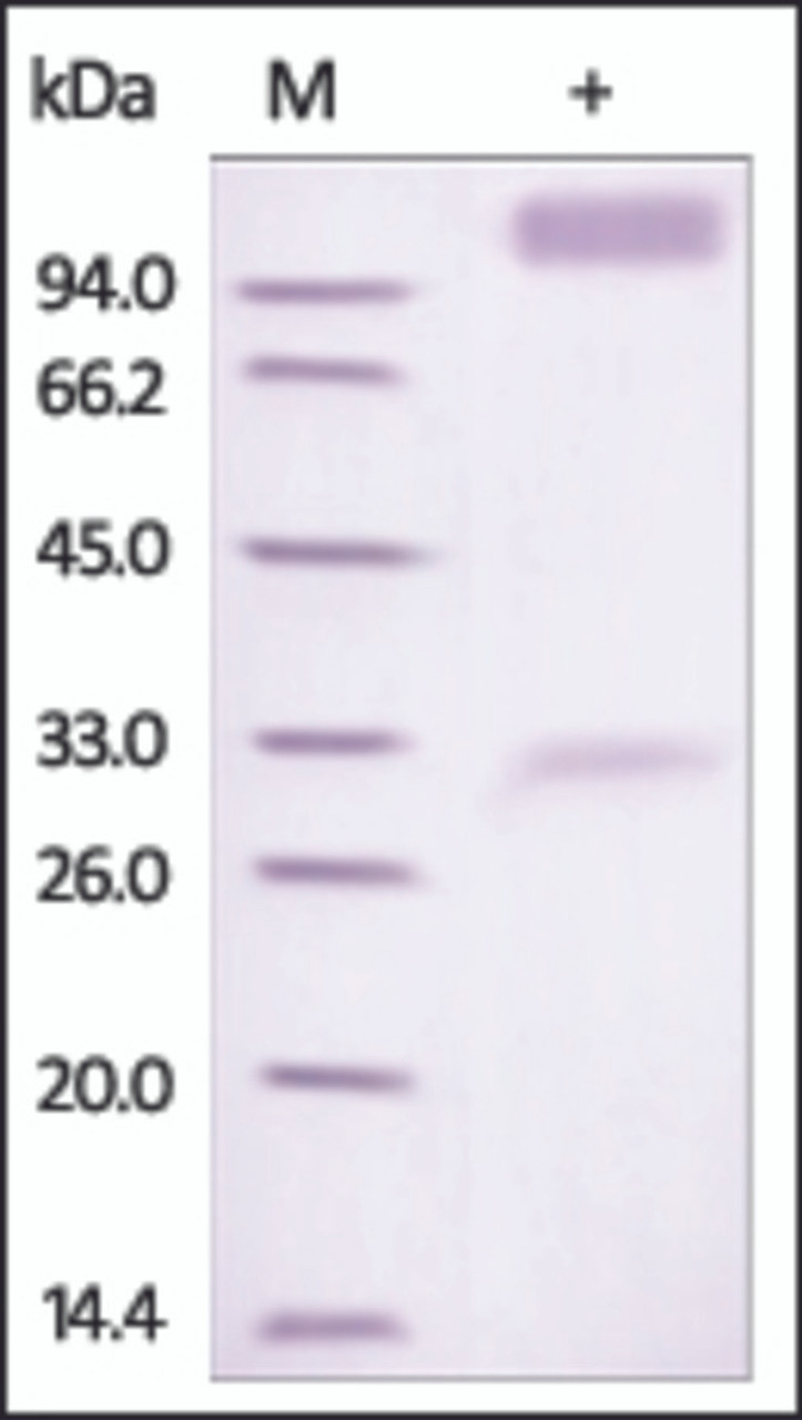 The purity of rh IFNAR1 /IFNAR Fc Chimera was determined by DTT-reduced (+) SDS-PAGE and staining overnight with Coomassie Blue.