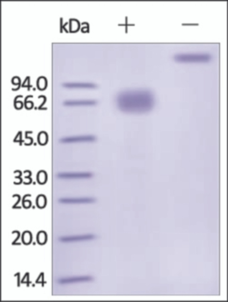 The purity of rh IFNGR1 / CD119 Fc Chimera was determined by DTT-reduced (+) and non-reduced (-) SDS-PAGE and staining overnight with Coomassie Blue.