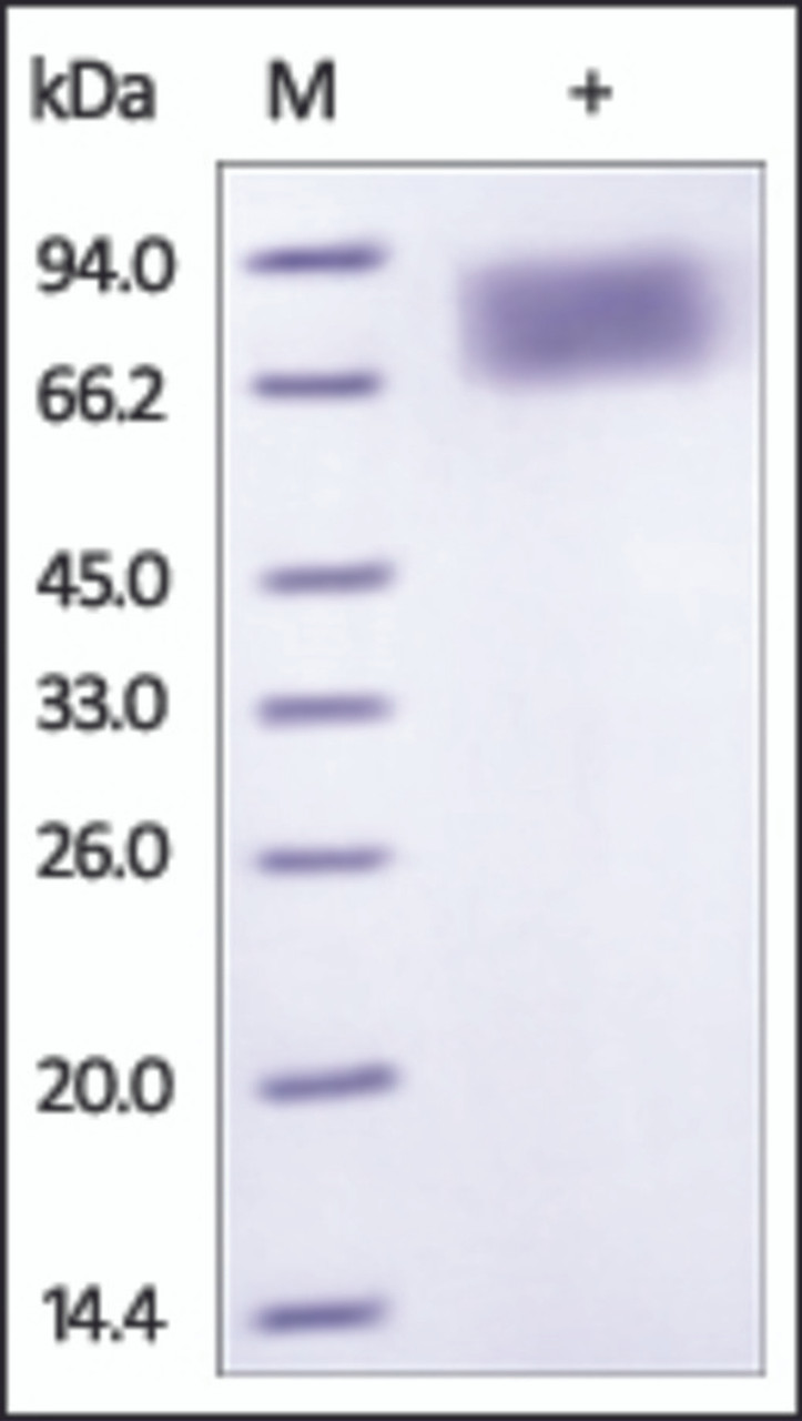 The purity of rh IFNAR2 /IFNABR Fc Chimera was determined by DTT-reduced (+) SDS-PAGE and staining overnight with Coomassie Blue.