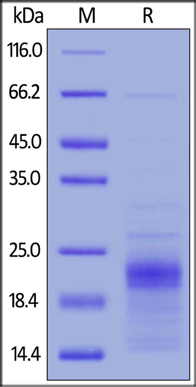 Human IFN-gamma, Tag Free on SDS-PAGE under reducing (R) condition. The gel was stained overnight with Coomassie Blue. The purity of the protein is greater than 90%.