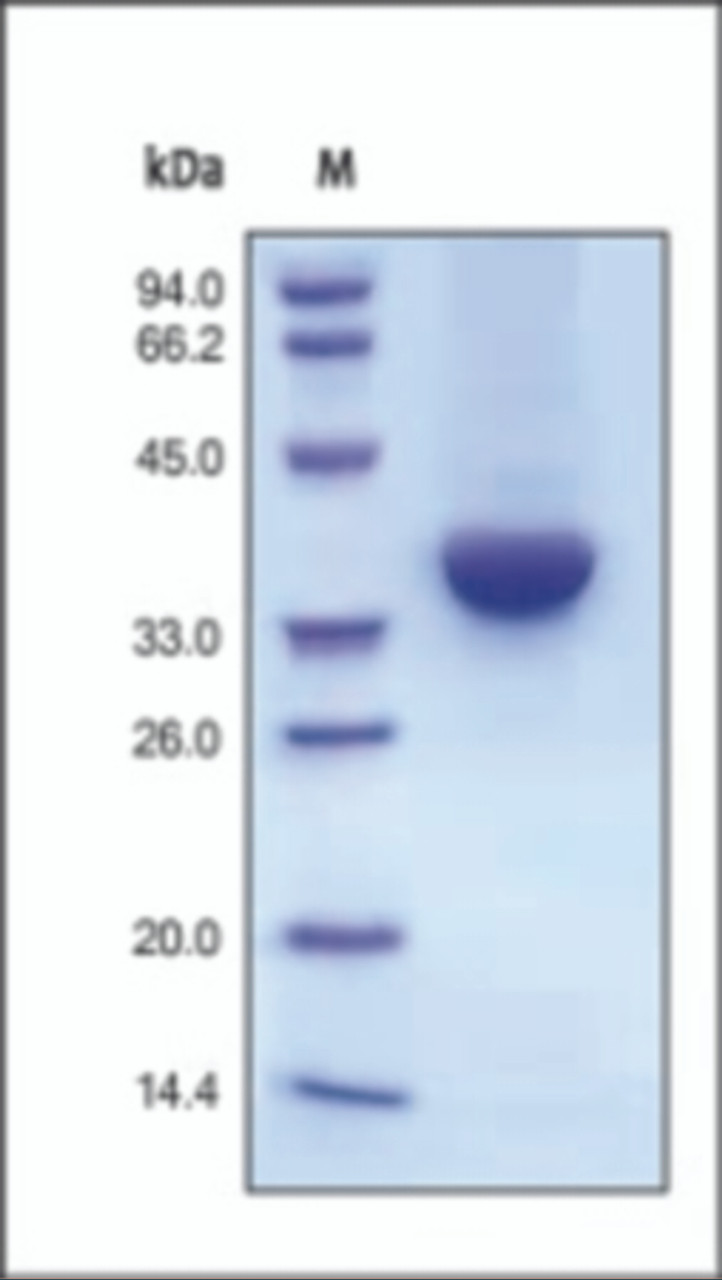 The purity of rh IGFI Fc Chimera was determined by DTT-reduced (+) SDS-PAGE and staining overnight with Coomassie Blue.
