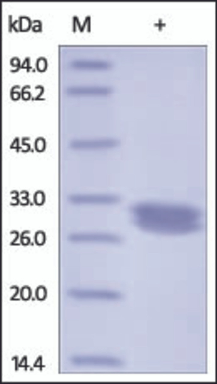 The purity of Mouse IgG1 Fc Region was determined by DTT-reduced (+) SDS-PAGE and staining overnight with Coomassie Blue.