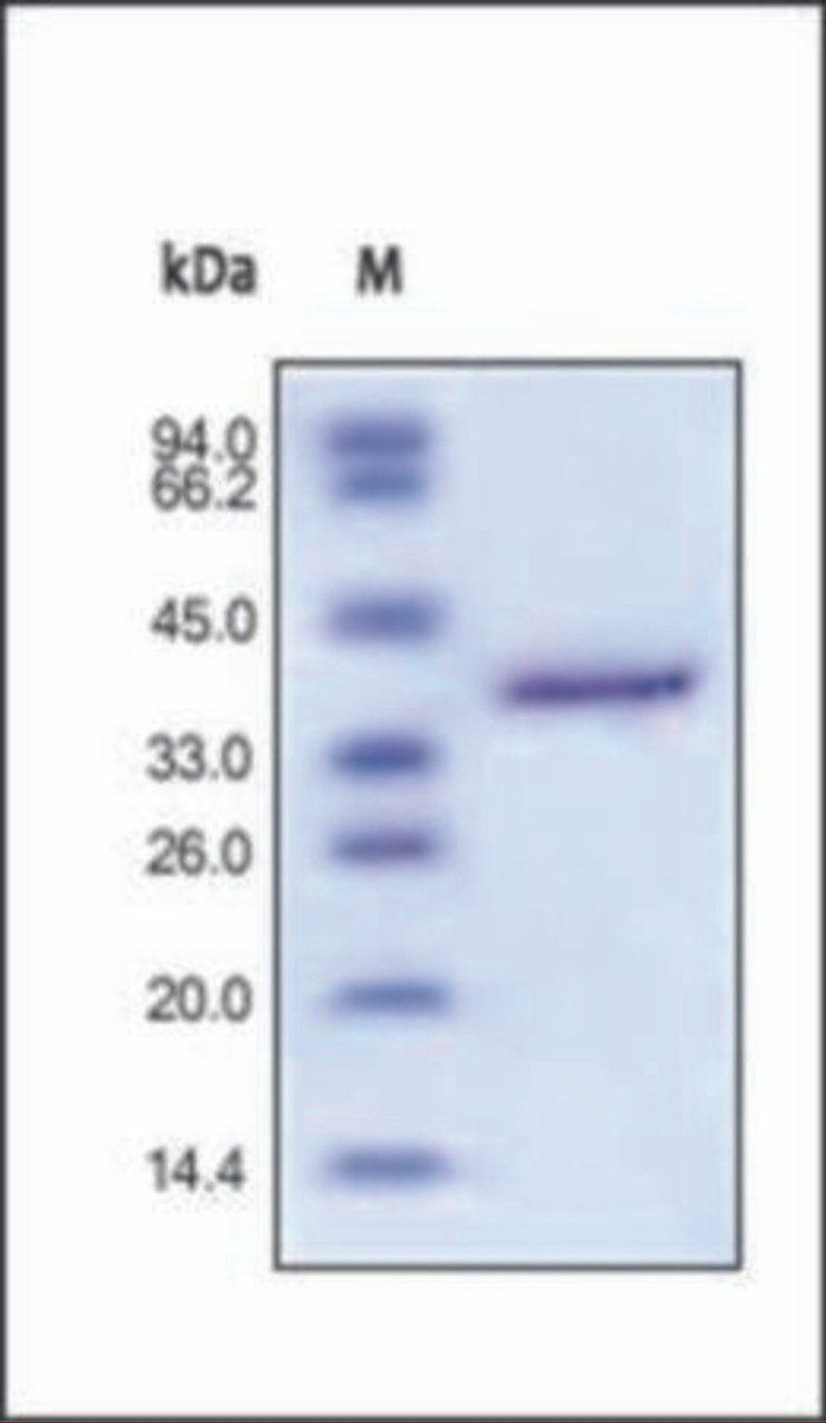 The purity of rh IGFII Fc Chimera was determined by DTT-reduced (+) SDS-PAGE and staining overnight with Coomassie Blue.