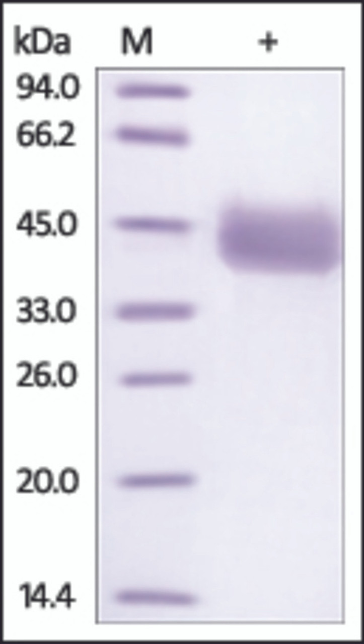The purity of Human IgG3-Fc / IGHG3 Region was determined by DTT-reduced (+) SDS-PAGE and staining overnight with Coomassie Blue.